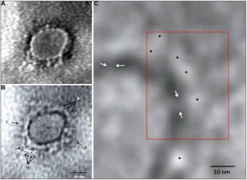भारतीय वैज्ञानिकों ने की कोरोना वायरस की पहचान, तस्‍वीर जारी की, बहुत बड़ी सफलता