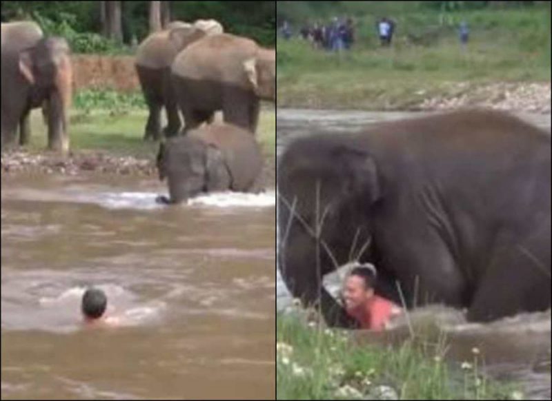 पानी में डूब रहा था शख्स, हाथी के बच्चे ने कूद कर ऐसे बचाई जान, वीडियो वायरल
