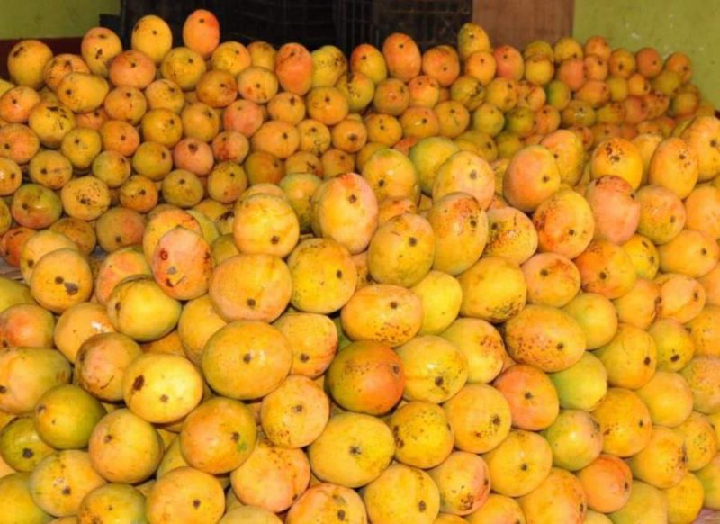 ऐसे आम खाने से हो सकता है कैंसर का खतरा !  फलों को खरीदते हुए बरतें ये सावधानी